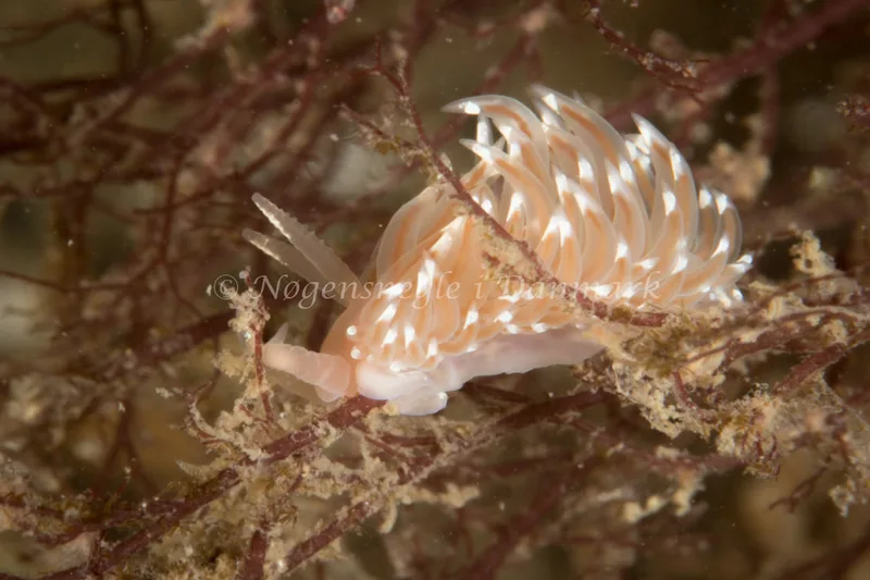 Facelina bostoniensis - Dykkerklubben Marsvinet - Foto: Poul Erik Rasmussen