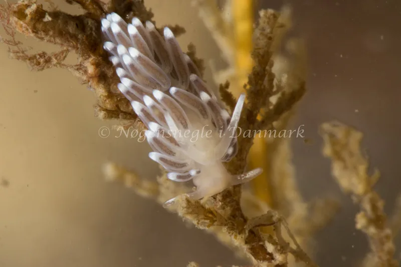 Cuthonella concinna - Ammoniakhavnen - Foto: Poul Erik Rasmussen