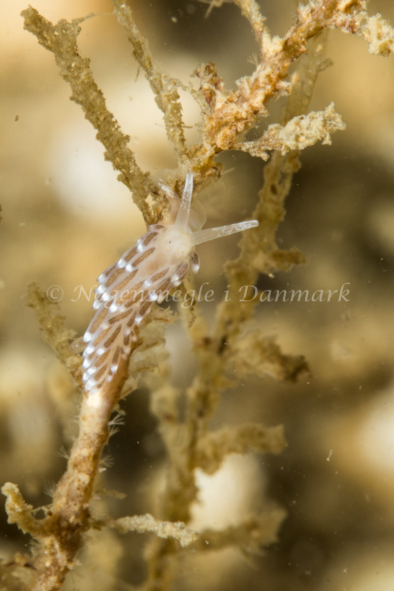 Cuthonella concinna - Ammoniakhavnen - Foto: Poul Erik Rasmussen