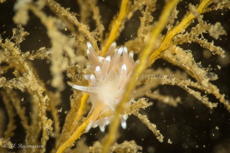 Cuthonella concinna - Ammoniakhavnen - Foto: Poul Erik Rasmussen