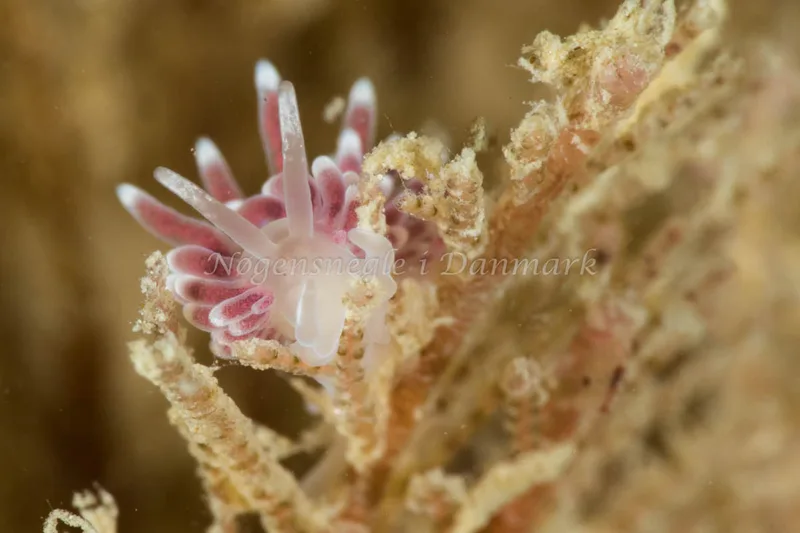 Cuthonella concinna - Ammoniakhavnen - Foto: Poul Erik Rasmussen