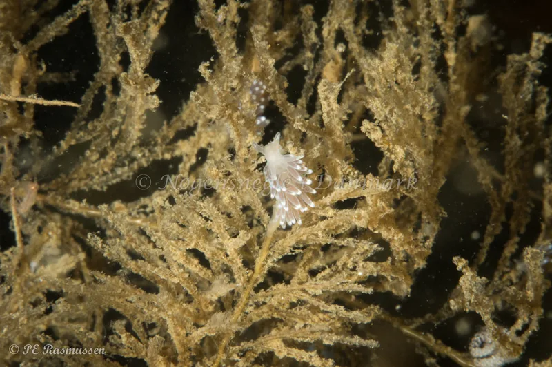 Cuthonella concinna - Marsvinet - Foto: Poul Erik Rasmussen
