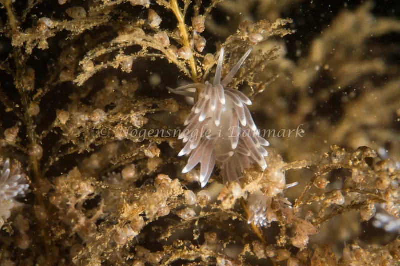 Cuthonella concinna - Strib Havn - Foto: Poul Erik Rasmussen