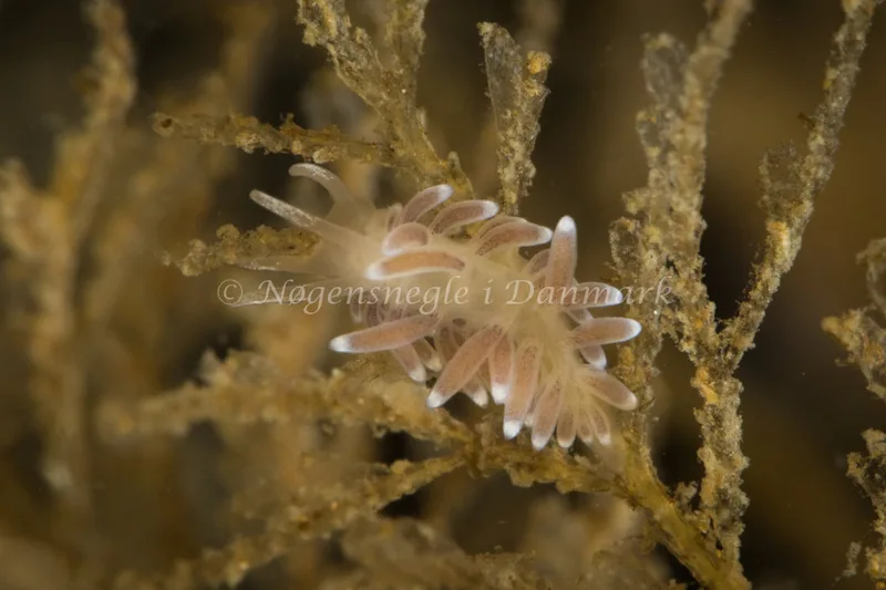 Cuthonella concinna - Tjærepletten - Foto: Poul Erik Rasmussen