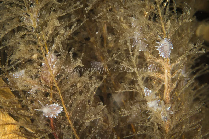 Cuthonella concinna - Tjærepletten - Foto: Poul Erik Rasmussen