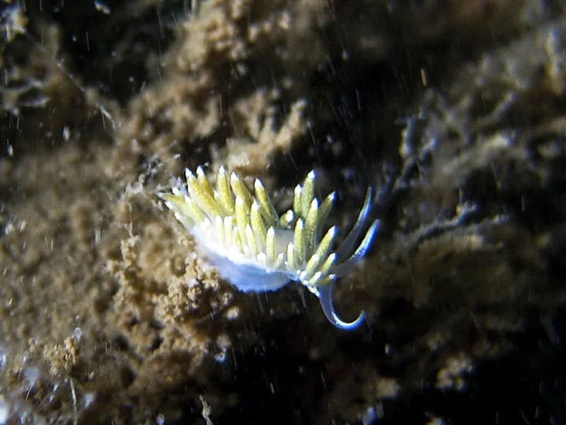 Billede af nøgensneglen Zelentia pustulata