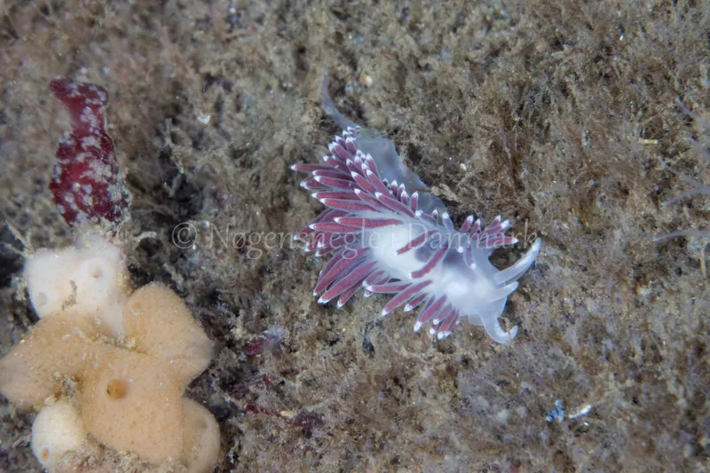 Coryphella verrucosa - Sønderborg Havn - Foto: Poul Erik Rasmussen