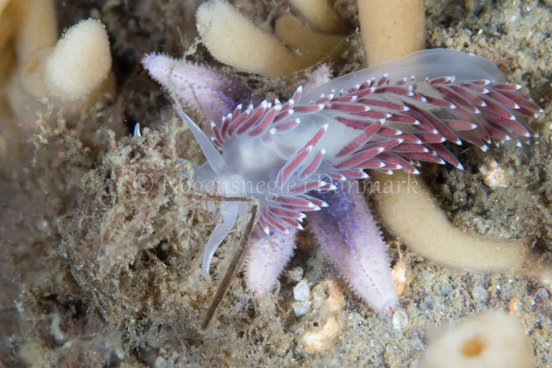 Coryphella verrucosa - Sønderborg Havn - Foto: Poul Erik Rasmussen