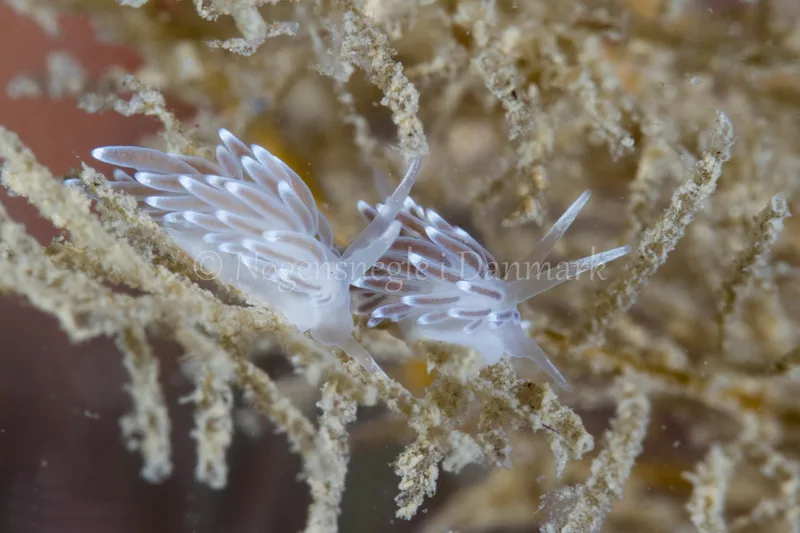 Cuthonella concinna - Kongebrogaarden - Foto: Poul Erik Rasmussen