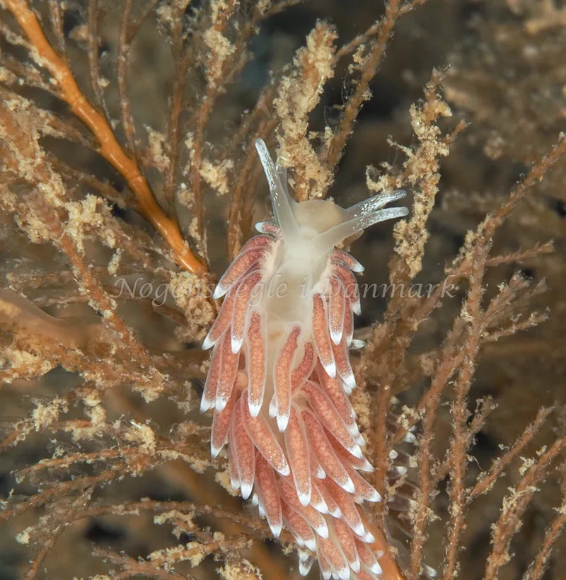 Cuthonella concinna - Ammoniakhavnen, Foto: Dave Holland