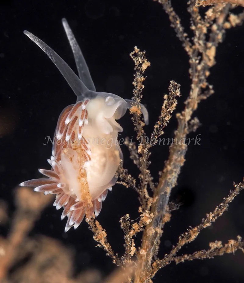 Cuthonella concinna - Ammoniakhavnen, Foto: Dave Holland