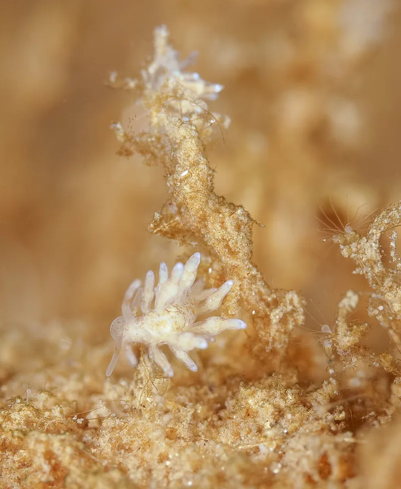 Eubranchus rupium - Munkholmbroen - Foto: Dave Holland