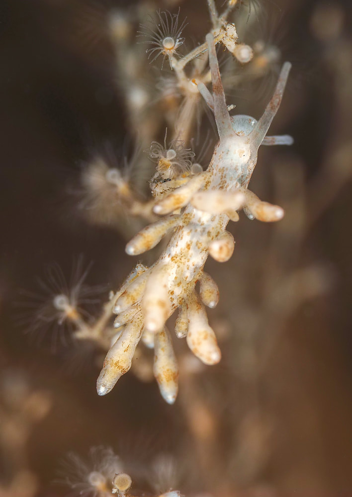 Eubranchus rupium - Munkholmbroen - Foto: Dave Holland