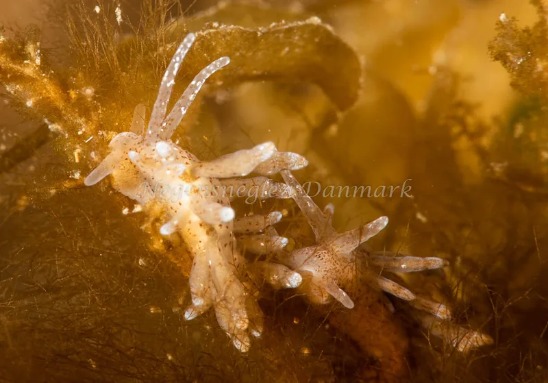 Eubranchus rupium - Ammoniakhavnen - Foto: Pernille Køjborg