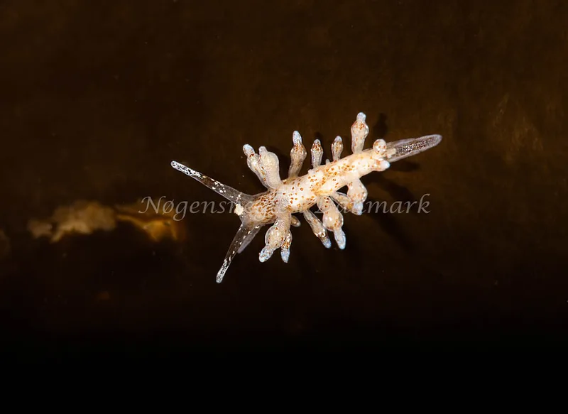 Eubranchus rupium - Ammoniakhavnen - Foto: Pernille Køjborg