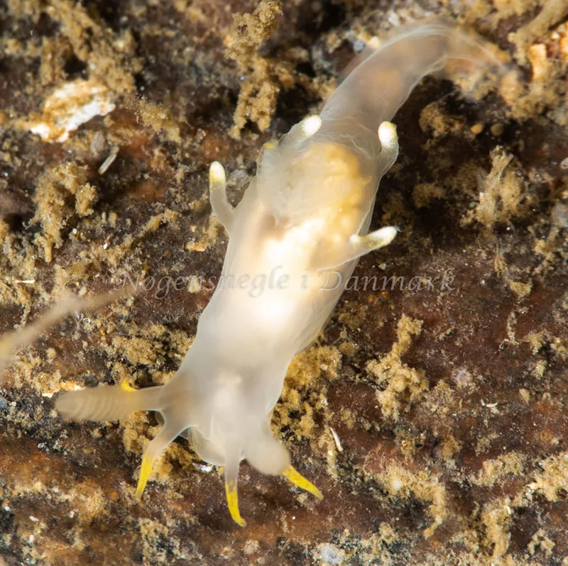 Ancula gibbosa - Ammoniakhavnen - Foto: Pernille Køjborg