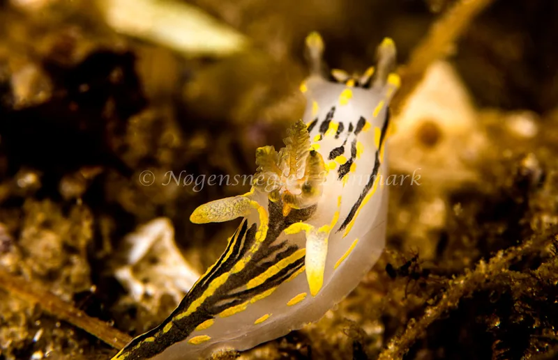 Polycera quadrilineata - Natomolen, Femmøller Strand - Foto: Henrik Obsen