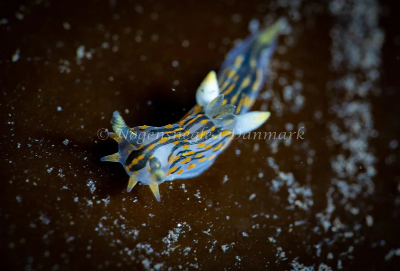 Polycera quadrilineata - Ammoniakhavnen - Foto: Tina Hindal