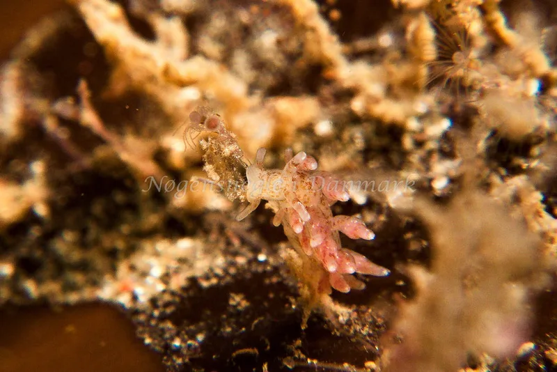 Eubranchus rupium - Sønderborg Havn - Foto: Klaus Kevin Kristensen