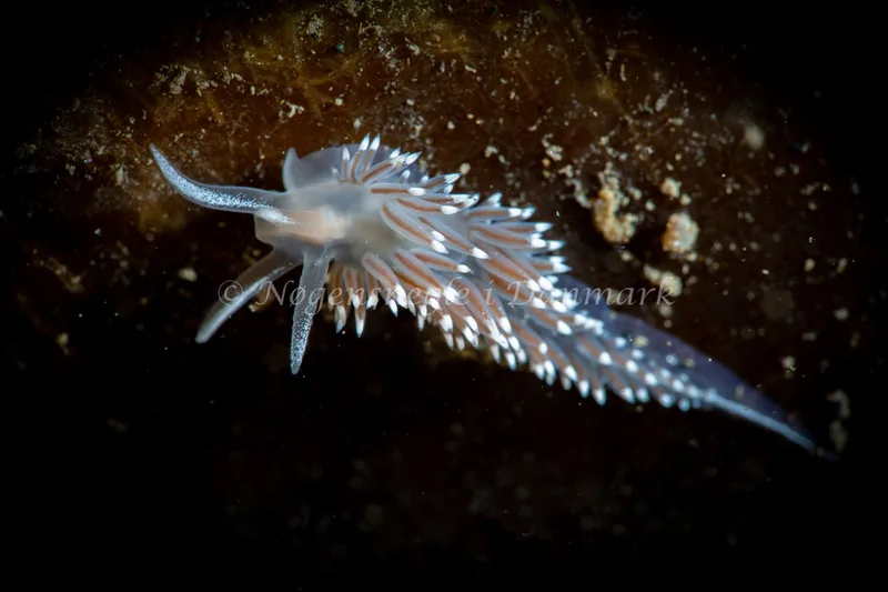 Coryphella verrucosa - Ammoniakhavnen - Foto: Tina Hindal