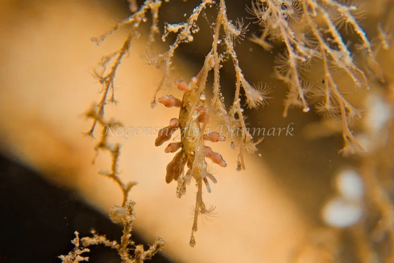 Eubranchus rupium - Egernsund Havn - Foto: Klaus Kevin Kristensen