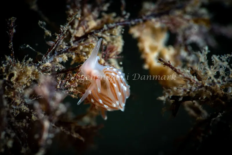 Facelina bostoniensis - Lyngsbo Strand - Foto: Tina Hindal