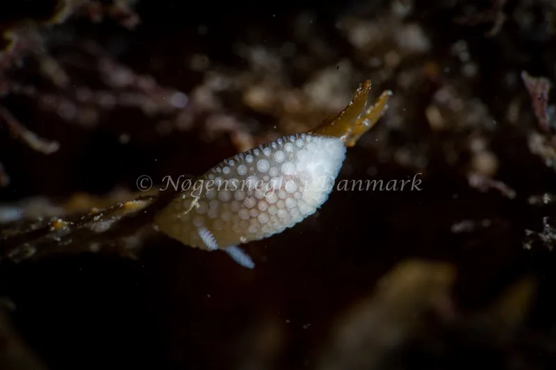 Onchidoris muricata - Lyngsbo Strand - Foto: Tina Hindal
