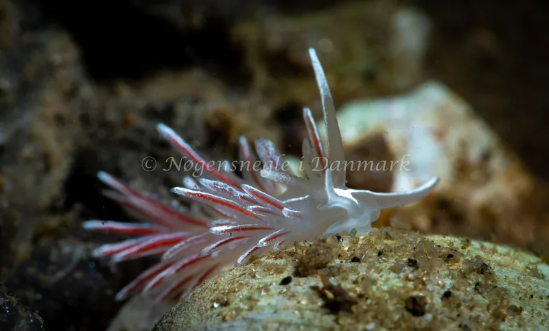 Gulenia monicae - Lyngsbo Strand - Foto: Tina Hindal