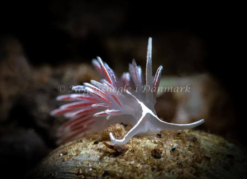 Gulenia monicae - Lyngsbo Strand - Foto: Tina Hindal