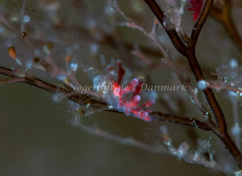 Eubranchus rupium - Søbadet - Foto: Tina Hindal
