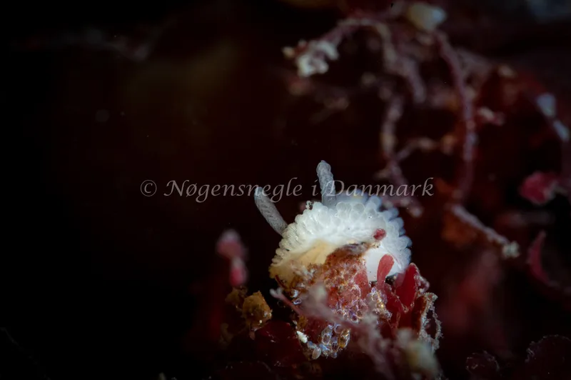 Onchidoris muricata - Søbadet - Foto: Tina Hindal
