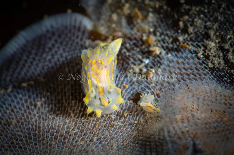 Polycera quadrilineata - Søbadet - Foto: Tina Hindal