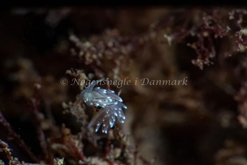 Cuthonella concinna - Søbadet - Foto: Tina Hindal