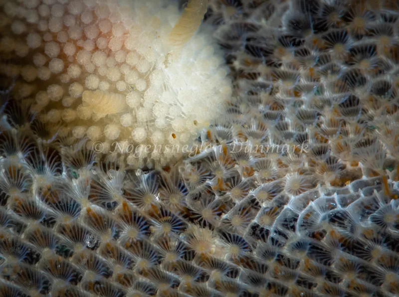 Onchidoris muricata - Ammoniakhavnen - Foto: Tina Hindal