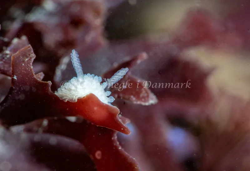 Onchidoris muricata - Sangstrup Klint - Foto: Tina Hindal