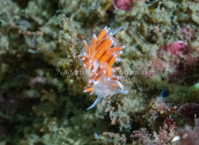 Microchlamylla gracilis - Hals Barre Fyr - Foto: Tina Hindal