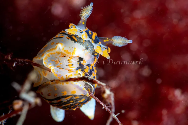 Polycera quadrilineata - Ammoniakhavnen - Foto: Tina Hindal
