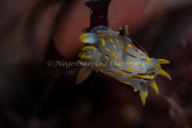 Polycera quadrilineata - Søbadet - Foto: Tina Hindal