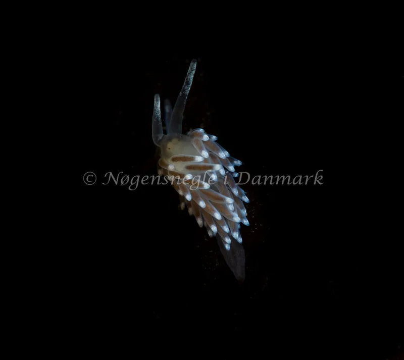 Cuthonella concinna - Ammoniakhavnen - Foto: Tina Hindal