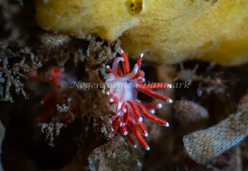 Microchlamylla gracilis - Ammoniakhavnen - Foto: Tina Hindal