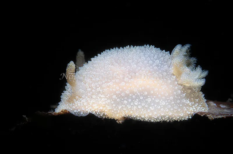 Acanthodoris pilosa - Natomolen, Femmøller Strand - Foto: Henrik Obsen