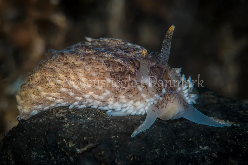 Aeolidia papillosa - Søbadet, Lillebælt - Foto_ Henrik Gram