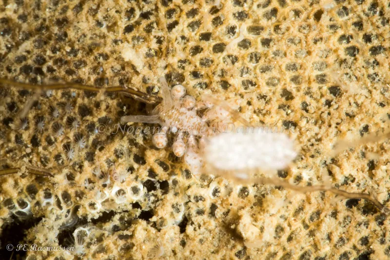 Eubranchus exiguus - Marsvinet - Foto: Poul Erik Rasmussen