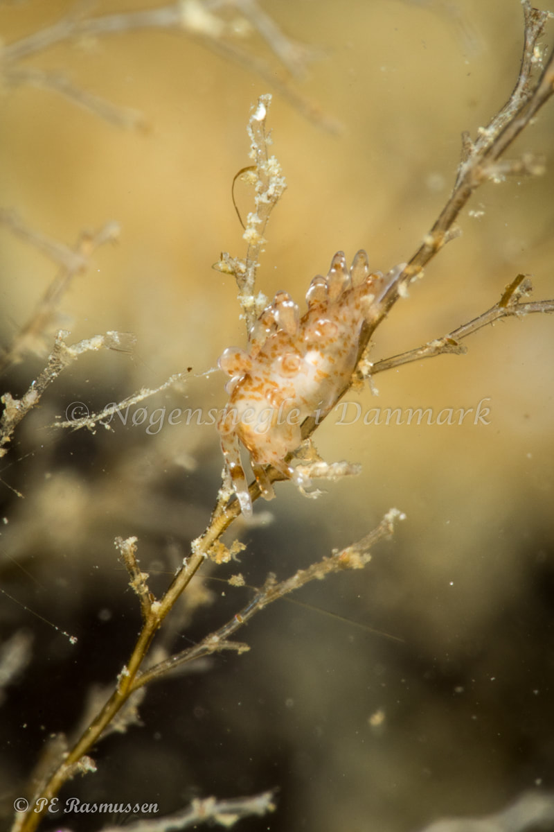 Eubranchus exiguus - Marsvinet - Foto: Poul Erik Rasmussen