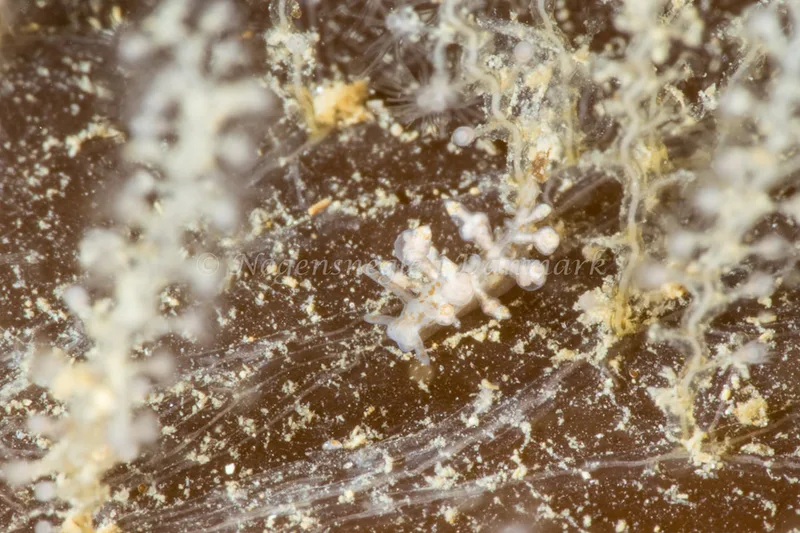Eubranchus exiguus - Marsvinet - Foto: Poul Erik Rasmussen