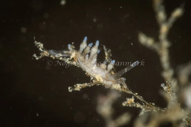 Eubranchus rupium - Ammoniakhavnen - Foto: Poul Erik Rasmussen