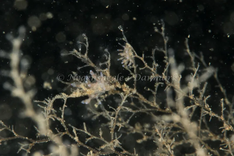 Eubranchus rupium - Ammoniakhavnen - Foto: Poul Erik Rasmussen
