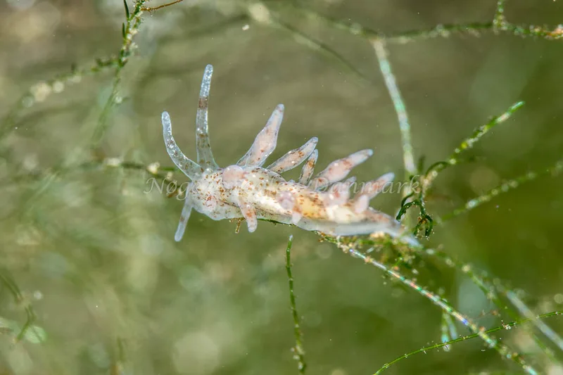 Eubranchus rupium - Sundgade Sønderborg - Foto: Poul Erik Rasmussen