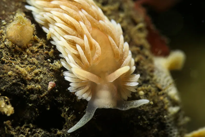 Billede af nøgensneglen Aeolidiella glauca