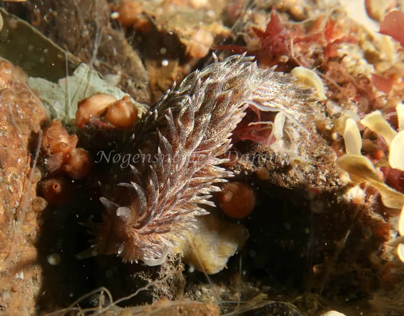 Aeolidia papillosa - Ammoniakhavnen - Foto: Søren Skov Nielsen